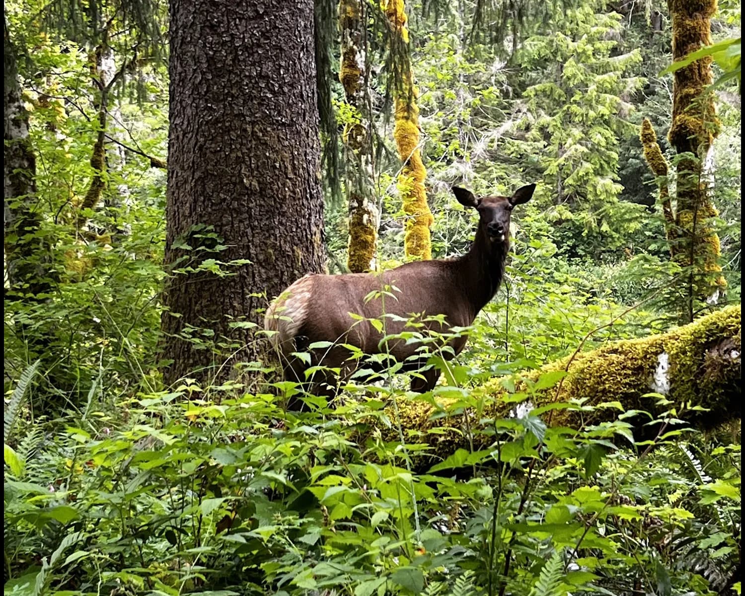 photo of cow elk in temperate rainforest, wa state