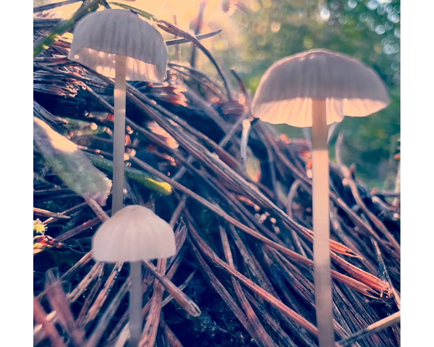 Close-up photo of mushrooms backlit by the sun