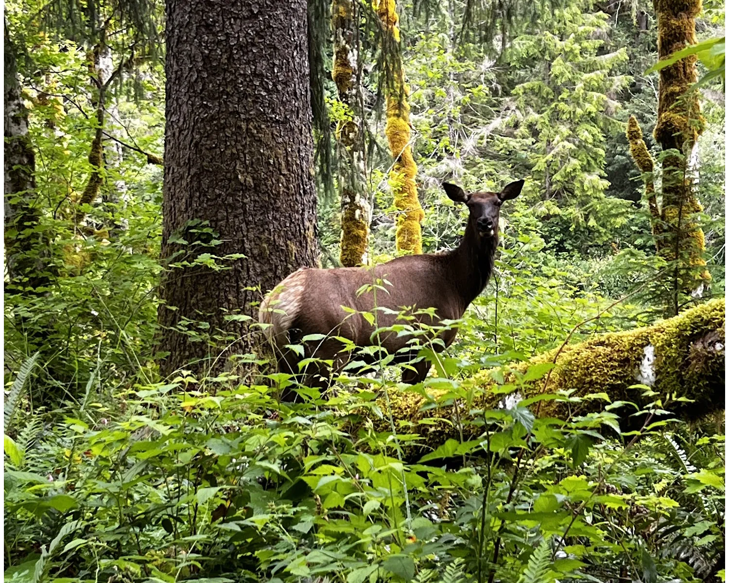 photo of cow elk in temperate rainforest, wa state