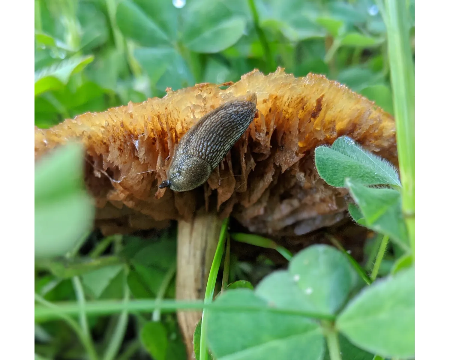 photo of a slug on top of a mushroom, eating it
